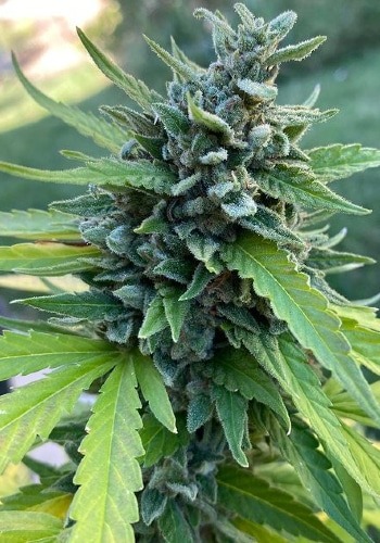 Tangieland cannabis strain flowering outdoors with deep green bud. Grown from Tangieland seeds by Crockett's Family Farms