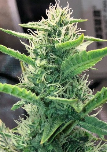 Tangilope cannabis strain flowering trichome-filled bud. Grown from Tangilope seeds by DNA Genetics