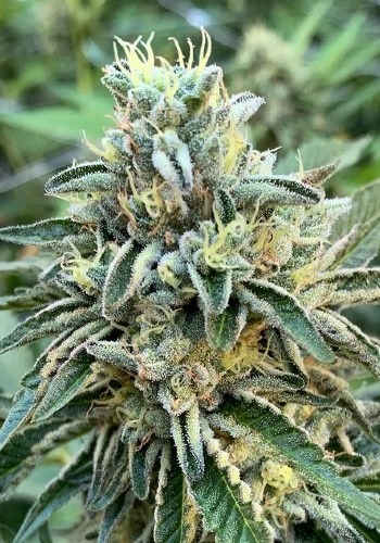 Triple Scoop cannabis strain flowering with trichome filled bud. Grown outdoors from Triple Scoop seeds by DNA Genetics