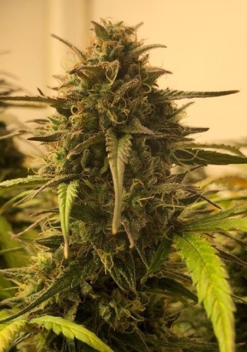 Cookie F2 marijuana strain during flowering phase. Grown from Cookie F2 seeds by Purple Caper Seeds