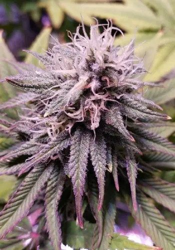 Mac Daddy marijuana strain flowering with puruple hues. Grown from Mac Daddy seeds by seedbank Purple Caper Seeds