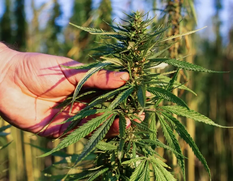 Hand holding marijuana plant grown organically