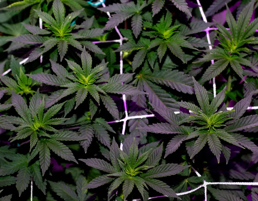 Cannabis plants grown using SCROG growing technique