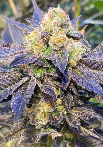 Blue Gelato seeds by Barneys Farm grown outdoors with blueish leavs