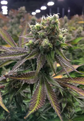 C-vibez cannabis strain seeds with purple leaves