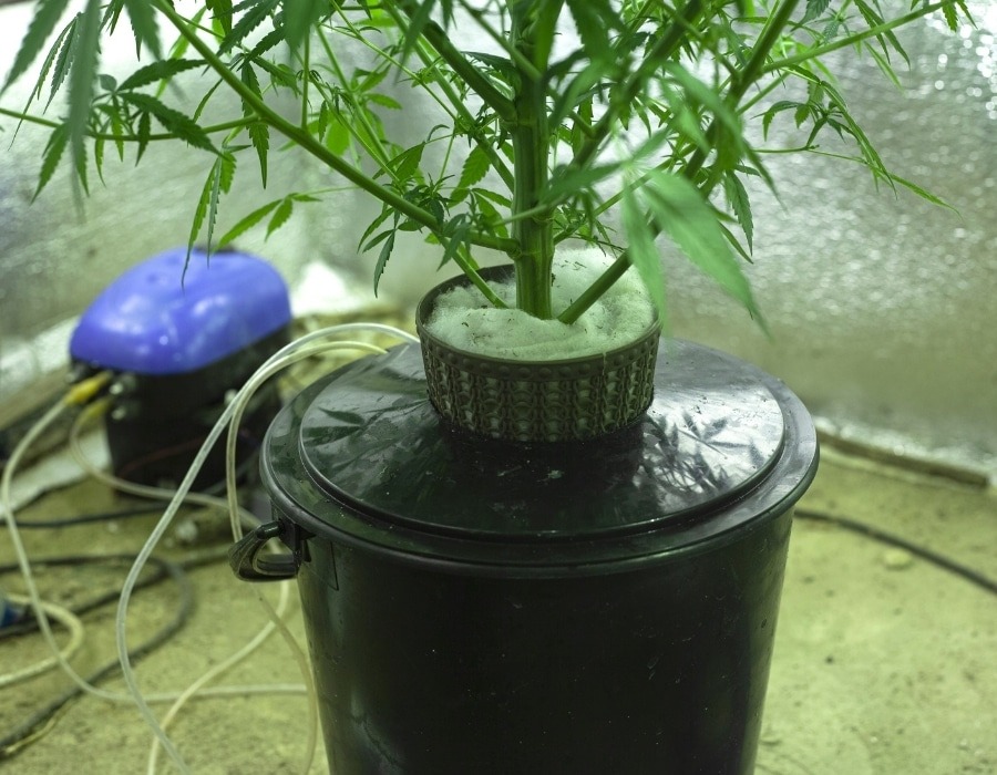 Cannabis plant grown using DWX hydroponic grow technique