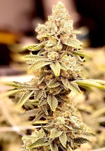 Hifi 4G cannabis seeds by dutch passion high yielding