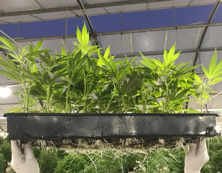 Aeroponically grown cannabis held up by person wearing gloves