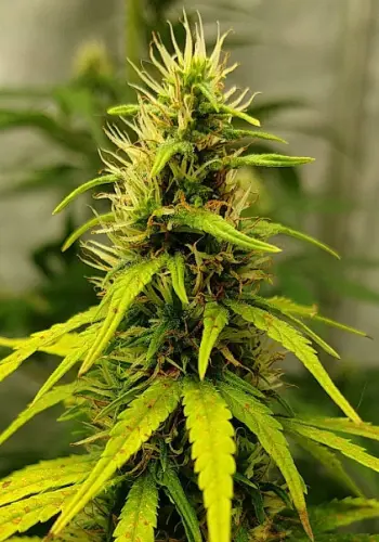 Amsterdam Amnesia marijuana strain flowering. Grown from Amsterdam Amnesia seeds by Dutch Passion seedbank