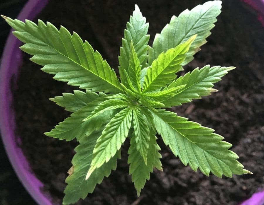 Cannabis strain grown in soil growing medium