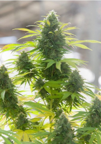 Biscotti X marijuana strain flowering outdoors. Grown from Biscotti X seeds by Purple Caper Seeds