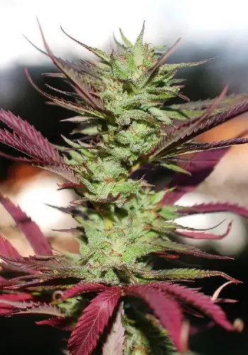 Black Cherry Punch marijuana strain flowering with purple hues. Grown from Black Cherry seeds by In House Genetics