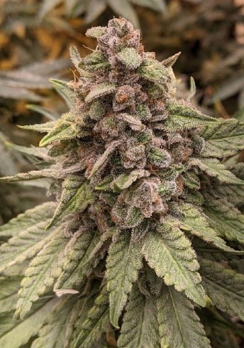 Black Nitro marijuana flower with dense bud. Grown from Black Nitro seeds by In House Genetics