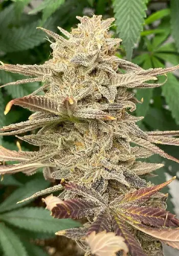 Blue Fire marijuana strain grown from seeds by Purple Caper Seeds seedbank