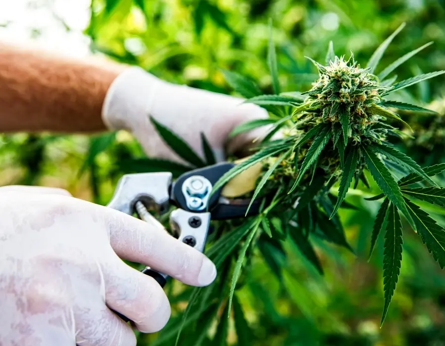 Grower defoliating cannabis plant with secateurs