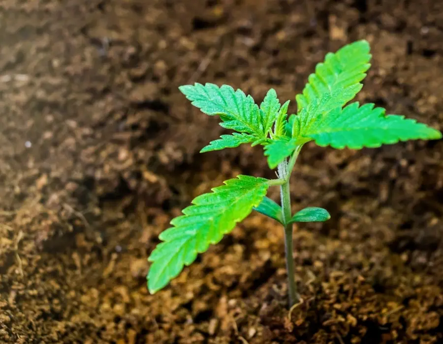 Young cannabis plant growing in coco coir