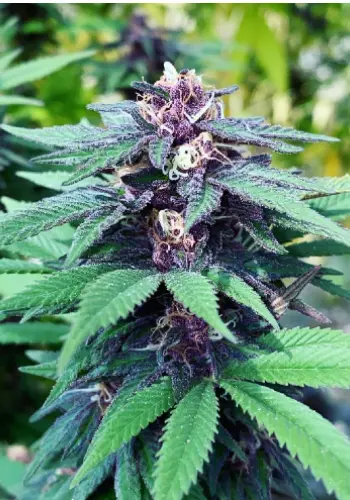 Forest Dream marijuana strain flowering with purple hues. Grown from Forest Dream seeds by Dutch Passion