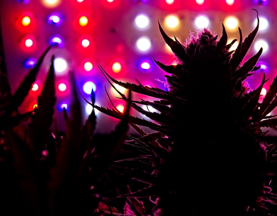 Cannabis growing under coloured LED lights