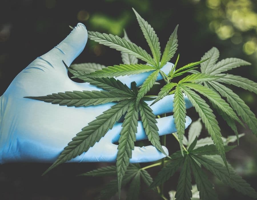pH affects cannabis plant growth