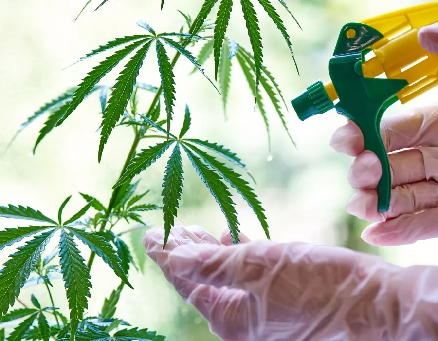 Cannabis grower foliar feeding a marijuana plant
