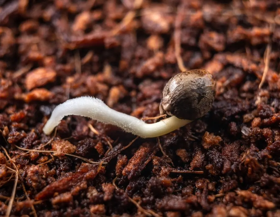 A germinated cannabis seeds sitting on soil