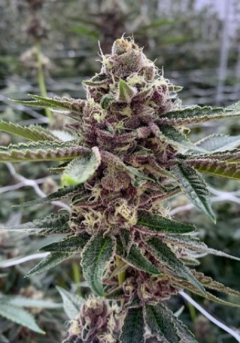 Kosher Haze marijuana plant flowering with large bud. Grown from Kosher Haze seeds by Dutch Passion seeds
