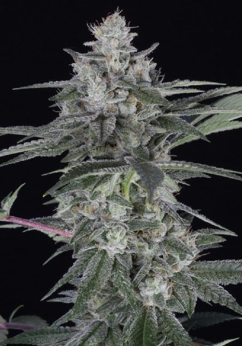 Sugar Bomb Punch marijuana strain flowering with large bud. Grown from Sugar Bomb Punch seeds by Dutch Passion
