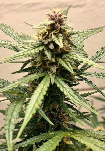 5G marijuana strain flowering with dense bud. Grown from 5G seeds by Soma Seeds seedbank