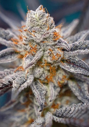 Afghanimal marijuana strain flowering with resin-filled bud. Grown from Afghanimal seeds by In House Genetics