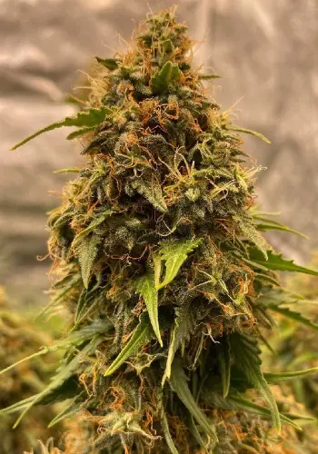 Animal Blues marijuana strain with large flower. Grown from Animal Blues seeds by In House Genetics