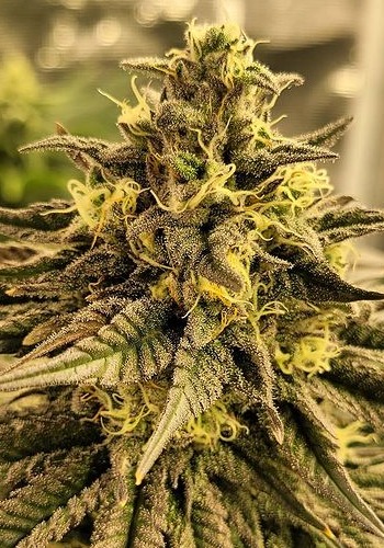 Big Drip marijuana strain flowering with large bud. Grown from Big Drip seeds by In House Genetics