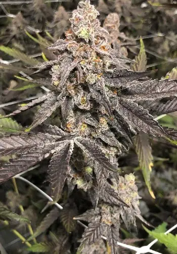 Bluenana marijuana strain flowering in scrog set up. Grown from Bluenana seeds by In House Genetics