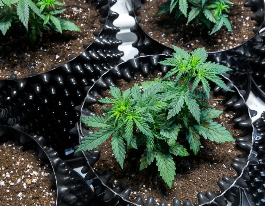 Marijuana growing in Air-Pot's