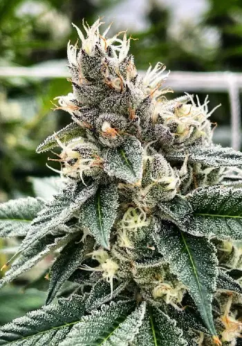 Cavity Kush marijuana strain flowering with large bud. Grown from Cavity Kush seeds by In House Genetics