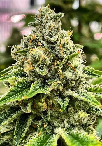 Cherry Tahoe cannabis strain growing indoors. Grown from Cherry Tahoe seeds by In House Genetics