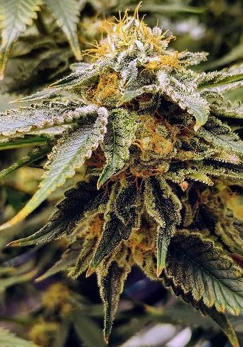 Dosi Pie marijuana strain flowering. Grown from Dosi Pie seeds by In House Genetics seedbank