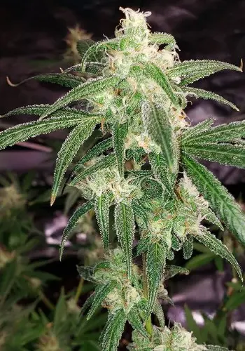 Frost Bite marijuana strain with resin coated flower. Grown from Frost Bite seeds by In House Genetics