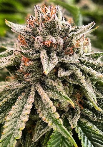 Flower Review: Gelato Cake #1 | The High Culture | Oklahoma City | Oklahoma  Gazette