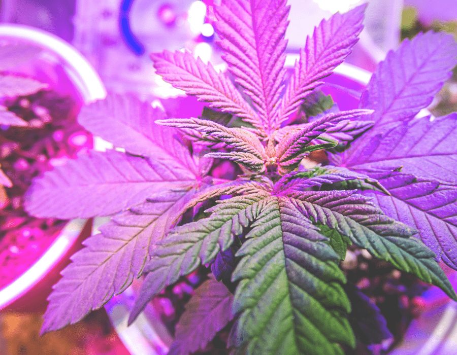 Electrical conductivity used on marijuana plant to improve plant growth