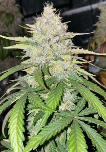 Lavnesia marijuana strain flowering with large bud. Grown from Lavnesia seeds by Soma Seeds seedbank