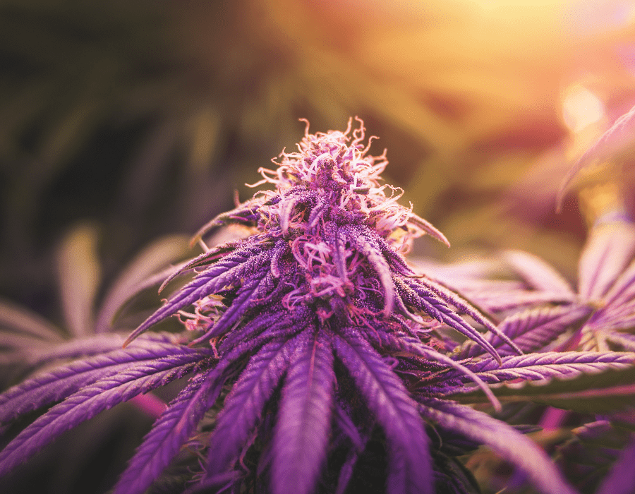 Cannabis plant under full light spectrum lights to improve plant growth