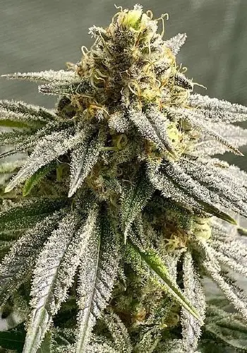 Melon Vader marijuana strain flowering with frosty bud. Grown from Melon Vader seeds by TH Seeds