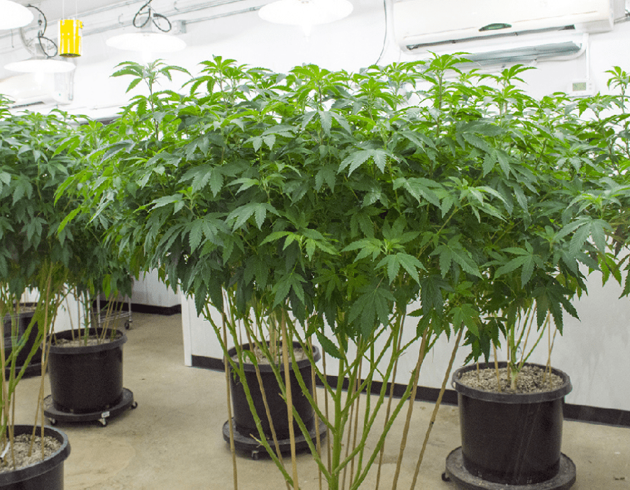 Monster cropping techique used on cannabis plants