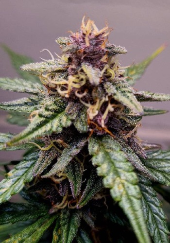 Platinum Purple Hulk marijuna strain flowering with purple bud. Grown from Platinum Purple Hulk seeds by In House Genetics