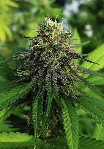 Purple Starbust marijuana strain flowering outdoors. Grown from Purple Starbust seeds by Symbiotic Genetics