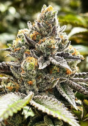 Slurricane marijuana strain flowering with dense green bud and orange pistils. Grown from Slurricane seeds by. In House Genetics