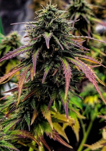 SoPurple marijuana strain flowering with purple fan leaves. Grown from SoPurple seeds by Soma Seeds