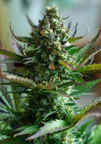 Somango marijuana strain in flowering stage. Grown from Somango Pineapple seeds by Soma Seeds