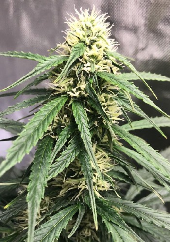 Square Dance marijuana strain flowering with yellor pistils. Grown indoors from Square Dance seeds by In House Genetics