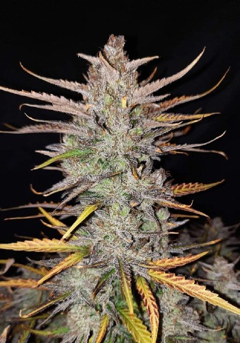 Tropical Kush cannabis strainflowering with large main cola. Grown from Tropical Kush seeds by In House Genetics